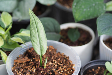 Scindapsus pictus mint in the garden. Selective focus.