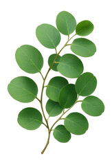 Eucalyptus branch with round green leaves.