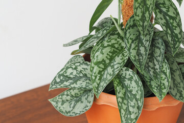 Scindapsus pictus Silver Lady in the garden. Satin Pothos plant. Selective focus.