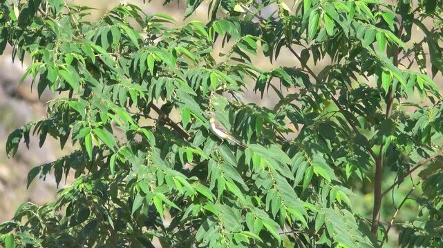 Probably wintering yellow wagtail Motacilla flava in volcanic mountains. Sulawesi. Indonesia
