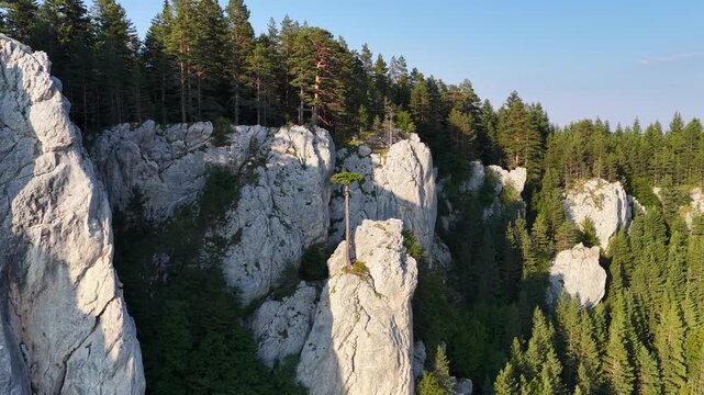 Drone slowly ascends and retreats from pine tree atop Romanija cliff, revealing vast wilderness