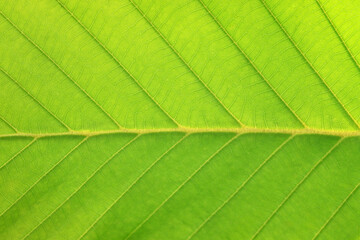 green leaf background