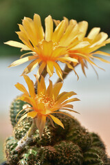Beautiful blooming cactus, selective focus blurred green nature background. Hobby during work from home concept