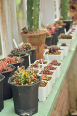 Little cactus on small pot, plant for decoration. Beautiful blooming cactus, selective focus blurred green nature background. Hobby during work from home concept.