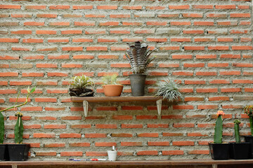 Little cactus on small pot, plant for decoration. Beautiful blooming cactus, selective focus...
