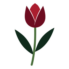 Obraz premium Burgundy and red tulip flower with green stem and leaves bloom floral