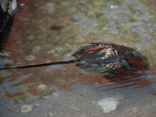 dead fish in the water