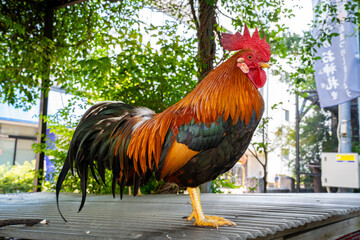 高知大神宮の鶏（高知市）