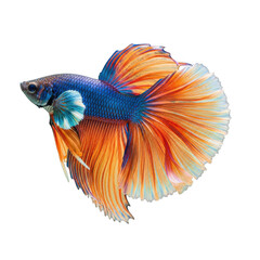 Fototapeta premium Vibrant siamese fighting fish with flowing orange and blue fins transparent background