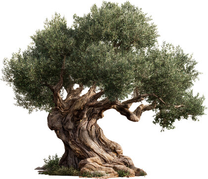 old oak tree