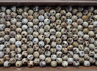 home incubator tray filled with small spotted selected quail eggs, top view, incubating quails at home, texture of bird's speckled egg laid in one even layer