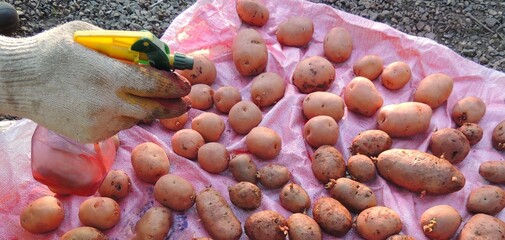 a gloved hand presses a sprayer and sprays seed potato tubers with a pink pesticide, treating potatoes laid out on a white cloth on the ground before planting for growing