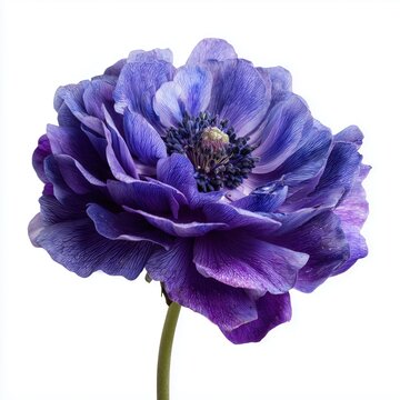 Stunning Deep Purple Anemones , PNG isolated cut out image