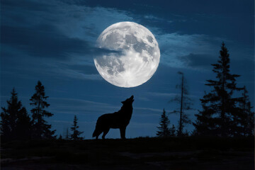 Mysterious full moon partially covered by dark clouds illuminating wolf silhouette howling at night in pine forest, dark blue and black tones with low saturation and high contrast