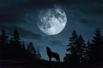 Mysterious full moon partially covered by dark clouds illuminating wolf silhouette howling at night in pine forest, dark blue and black tones with low saturation and high contrast