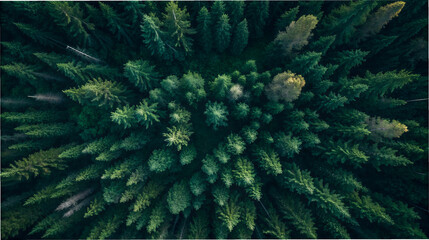Aerial view of a dense evergreen forest with sunlight filtering through the canopy