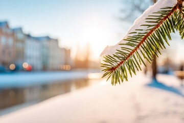 Snowy fir branch near buildings at sunrise