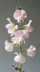 Fototapeta premium Minimalist Floral Aesthetic with Elegant Botanical Elements
