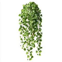 Hanging Ivy Plant Decor , PNG isolated cut out image