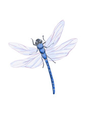 Hand drawn dragonfly