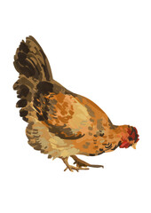 Hand drawn chicken bird