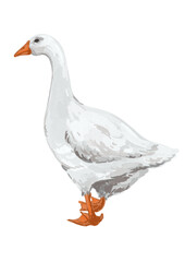 Hand drawn goose bird © yuliia lashevska