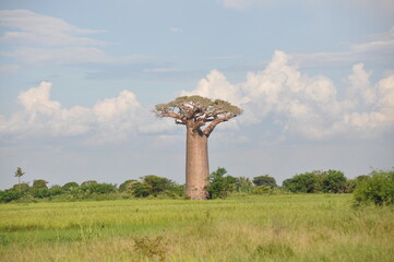 Beautiful green landscape with towering baobab tree, Madagascar