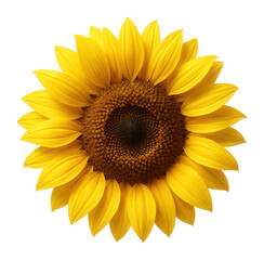 Close-up of a vibrant yellow sunflower with detailed petals and center.