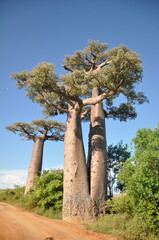 Alley of the Baobabs in Western Madagascar