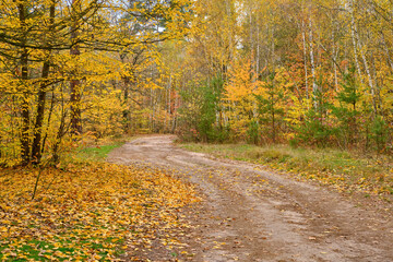 Obraz premium Winding Dirt Road in a Golden Autumn Forest