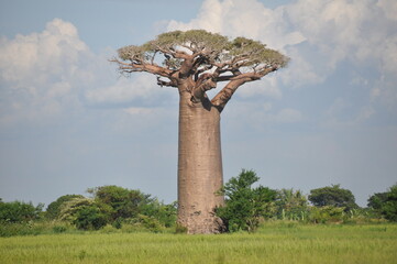 Beautiful green landscape with towering baobab tree, Madagascar