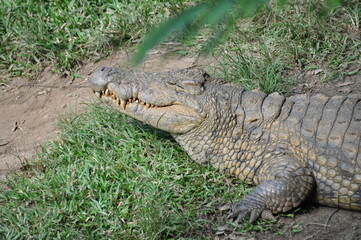 Closeup of Malagasy Nile crocodile in natural habitat of Madagascar