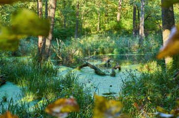 Forest Swamp with Green Duckweed