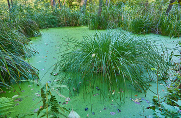 Grass Tussock in a Green Swamp