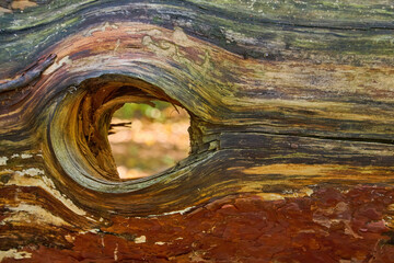 Knothole Window to Autumn