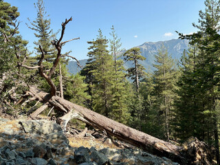 Paysage forestier sur le GR20 en Corse