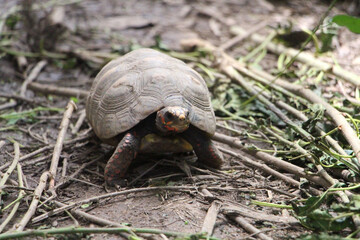 Cute small baby Red-foot Tortoise in the nature,The red-footed tortoise (Chelonoidis carbonarius)...