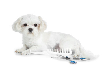 Cute Maltese dog with grooming accessories on white background
