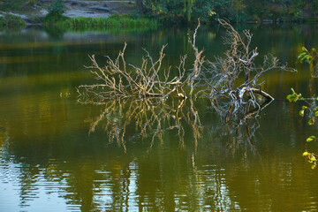 Bare Tree Branch in Lake