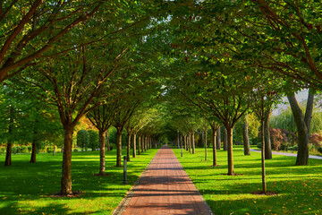 Symmetrical Tree Alley in Park