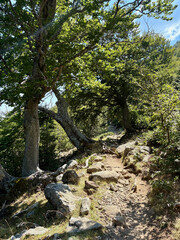Paysage forestier sur le GR20 en Corse