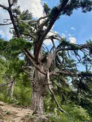 Paysage forestier sur le GR20 en Corse