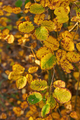 Contrasting Colors of Autumn Foliage