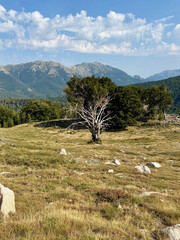 Paysage forestier sur le GR20 en Corse