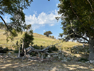 Paysage forestier sur le GR20 en Corse