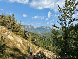 Paysage forestier sur le GR20 en Corse