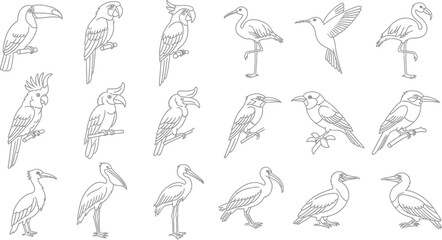 Fototapeta premium A diverse collection of bird illustrations featuring various species such as toucans, parrots, herons, and pelicans