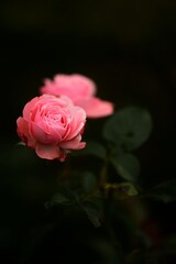 Pink rose close-up against dark background.
