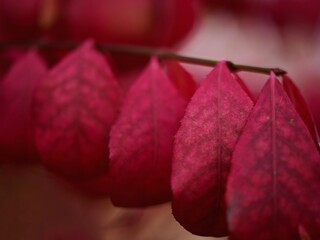 Red leaves on a branch