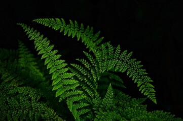 Lush Green Fern Leaves